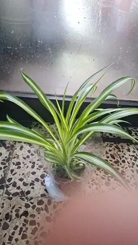 Pet-Friendly Indoor Starter Plants | Safe for Cats  Dogs | Easy Care Houseplants