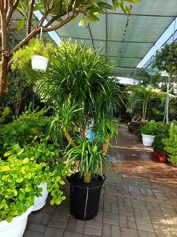 Beautifull Dercenia Multi Branches