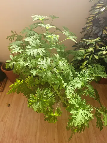 Indoor Mosquito Repellent Plant - Citronella