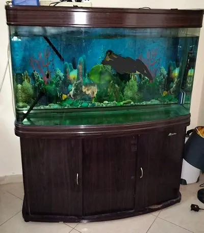 Spacious Fish Aquarium with Cabinet