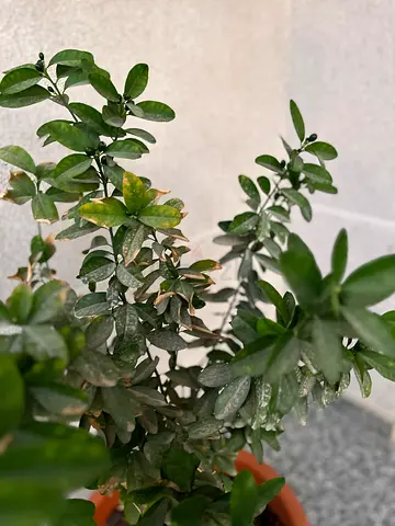 Lemon Tree