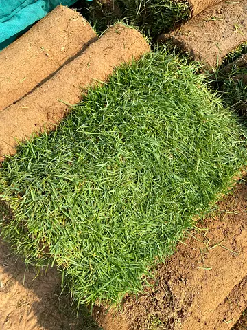 Natural Rolls Grass for Your Garden