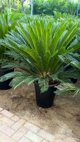Cycas Revoluta Palm  for Your Garden