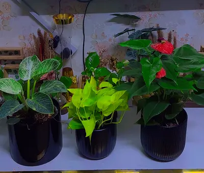 3 Indoor plants for sale