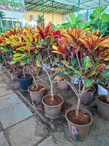 Vibrant croton Plants Collection for Your Home
