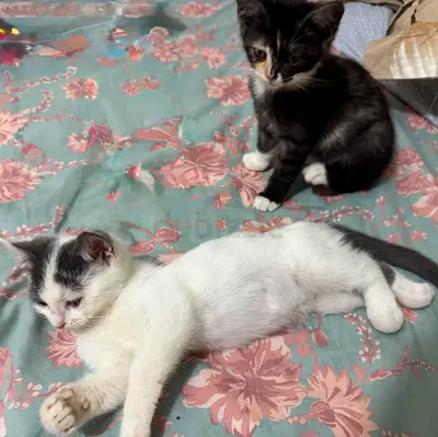 Free adoption Adorable Kittens Looking for a Loving Home