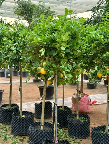 Lemon Tree Plant for Sale, Perfect for Your Garden