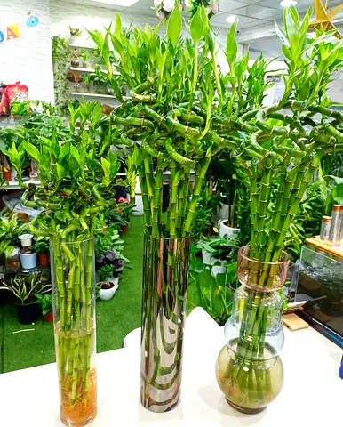 Beautiful Collection of Lucky Bamboo Plants