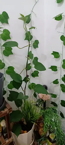 plant for sale