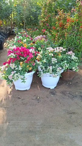 Vibrant Bougainvillea Plants in Pots
