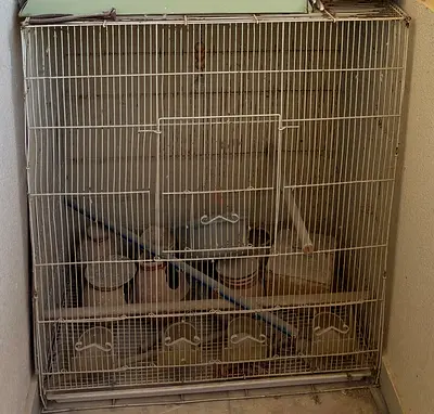 Bird Cages and nest boxes in low price