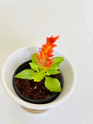 Vibrant Indoor Plant in Pot