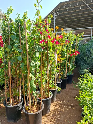 Lush Bougainvillea Plants for Sale