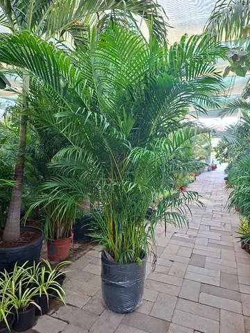 Beautiful Indoor arecca palm Plants for Your Home Garden