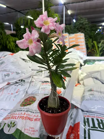 Desert Rose (Adenium obesum) – Caudex Beauty with Blooms