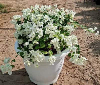 Beautiful Bougainvillea Plant in Decorative Pot