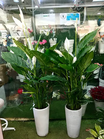 Peace Lily indoor plant