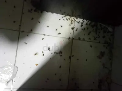 شركة مكافحة حشرات ابوظبي مكافحة الرمه والنمل الابيض مكافحة الصراصير ومكافحة الحمام والطيور القوارض