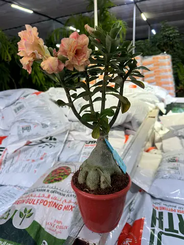 Desert Rose (Adenium obesum) – Caudex Beauty with Blooms