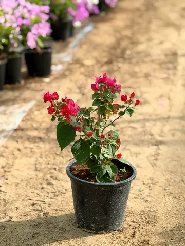 Multi Color Bougainvillea Plant
