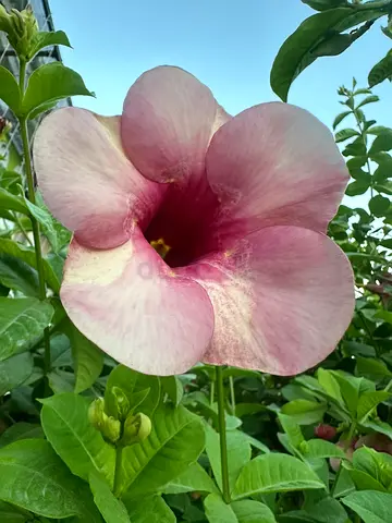 Allamanda Flower Plant – Mature  Garden-Ready