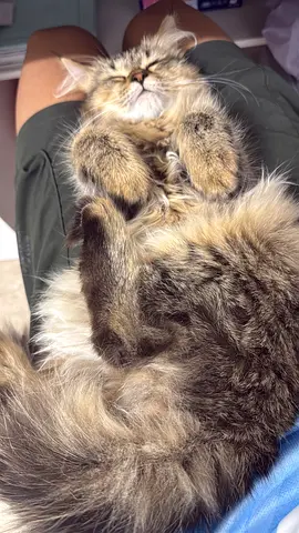 Himalayan brown tabby male 7 month old ,