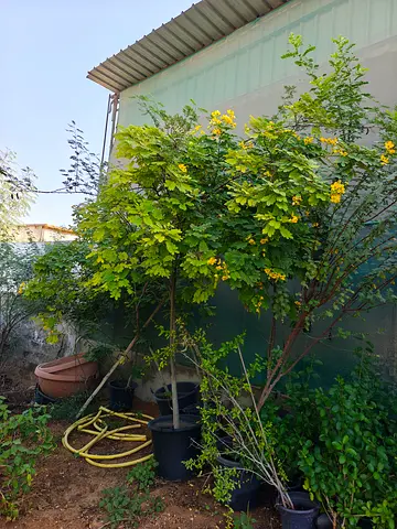 Cassia  Yellow Flowering Plant