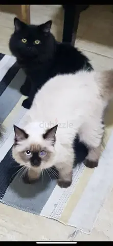 Cats for free adoption