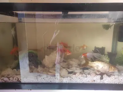 Beautiful Fish tank available