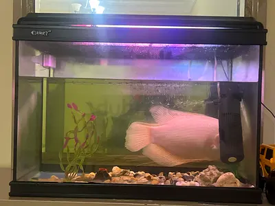 Fish Tank