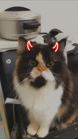 Adorable Persian Calico Cat Looking for a Loving Home-  For Free Adoption