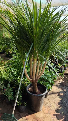 Beautiful Outdoor Plant Ready for Your Garden