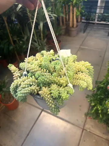 Burro’s Tail (Sedum morganianum) – Hanging Succulent for Stylish UAE Interiors