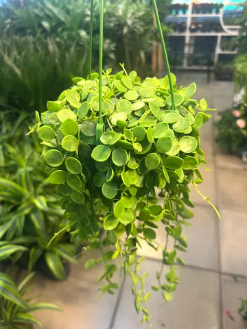Dischidia Nummularia – String of Nickels Hanging Plant (15–20 cm)