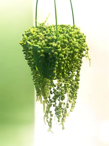 String of Pearls Indoor Plant for Sale Dubai UAE | Hanging Succulent