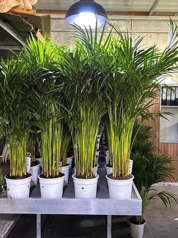 Areeca Palm Lush Indoor Potted Plants for Your Home