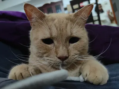 Adult Male Cats for Adoption