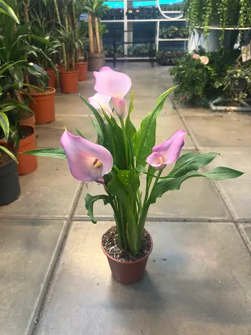 Canna Lily – Tropical Elegance in Every Bloom