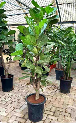 Fiddle Leaf Fig Tree Indoor Plant | Premium Home  Office Decor