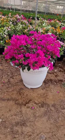 Vibrant Bougainvillea Plant in Gorgeous Pot