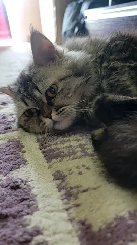 Adorable Siberian  breed Male Cat Looking for a  new Loving Home