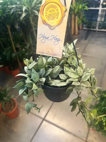 Hoya Eskimo – Silver Variegated Hanging Indoor Plant (20–25 cm)