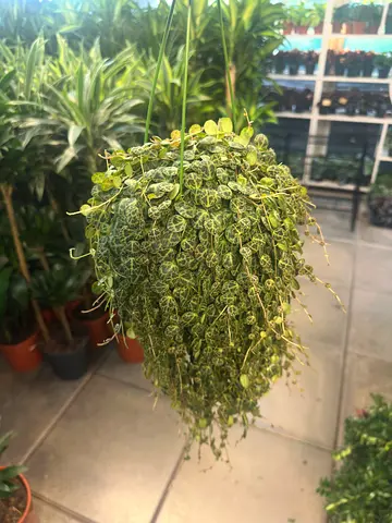 Chain of Hearts (Rosary Vine / Sweetheart Vine / Hearts‑on‑a‑String) – Elegant Trailing Houseplant