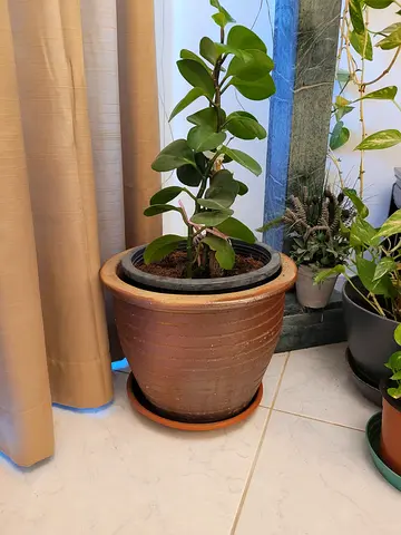 Elegant Indoor Plant Pot with Lively Greenery