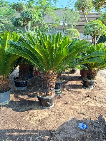 Cycus palm