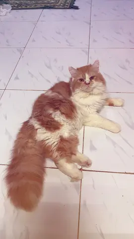 Adorable Persian Turkish mix Ginger Cat’s Looking for a New Home