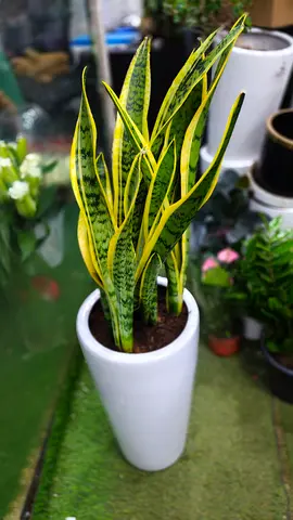 Snake plant indoor