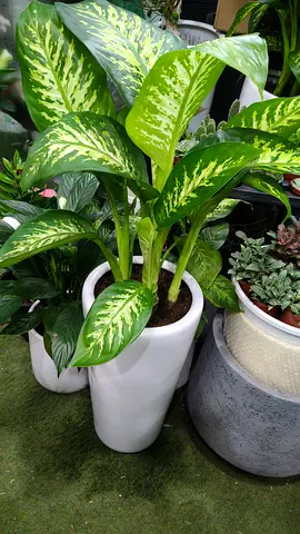 Dieffenbachia plant indoor