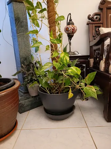 Beautiful Indoor Plant with Decorative Pot
