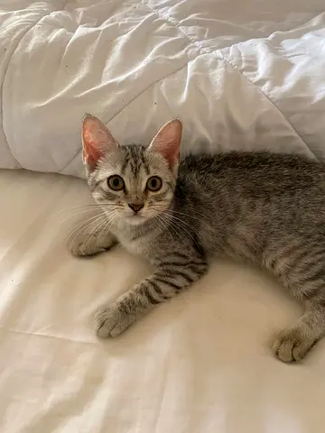 Cat for free adoption